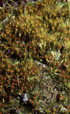 APII jpeg image of Pleuridium nervosum  © contact APII