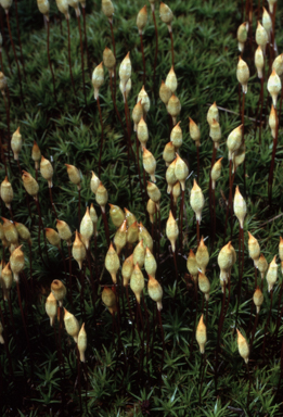 APII jpeg image of Polytrichum juniperinum  © contact APII