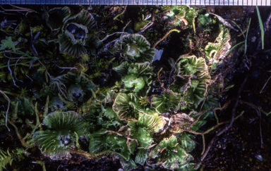 APII jpeg image of Petalophyllum preissii  © contact APII