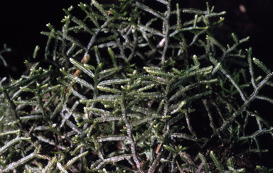 APII jpeg image of Ptychanthus striatus  © contact APII