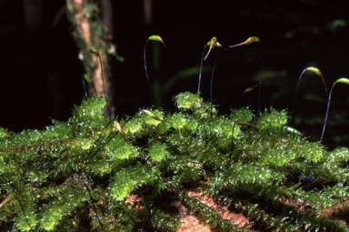 APII jpeg image of Ptychomnion aciculare  © contact APII