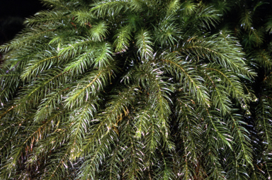 APII jpeg image of Pyrrhobryum paramattense  © contact APII