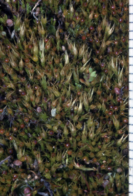 APII jpeg image of Pleuridium subulatum  © contact APII