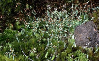 APII jpeg image of Philonotis scabrifolia  © contact APII