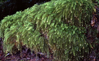 APII jpeg image of Pyrrhobryum paramattense  © contact APII