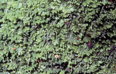 APII jpeg image of Riccardia crassa  © contact APII