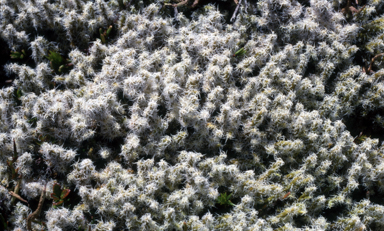 APII jpeg image of Racomitrium lanuginosum  © contact APII