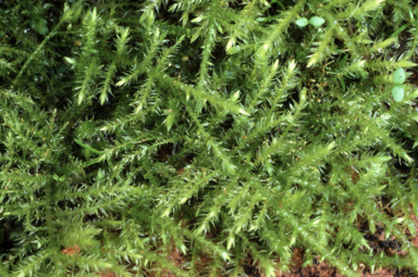 APII jpeg image of Eurynchium praelongum  © contact APII