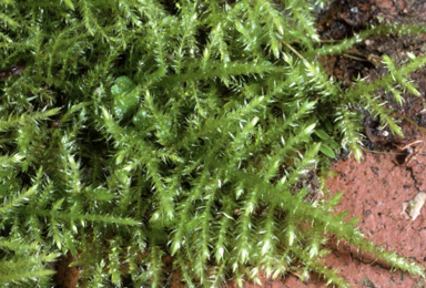 APII jpeg image of Eurynchium praelongum  © contact APII