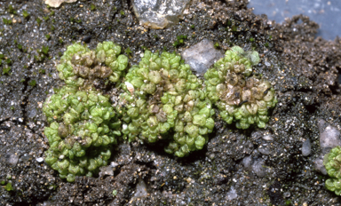 APII jpeg image of Sphaerocarpos texanus  © contact APII