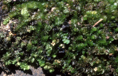 APII jpeg image of Spruceanthus thozetianus  © contact APII