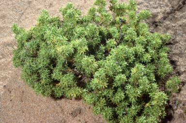 APII jpeg image of Scleranthus minusculus  © contact APII