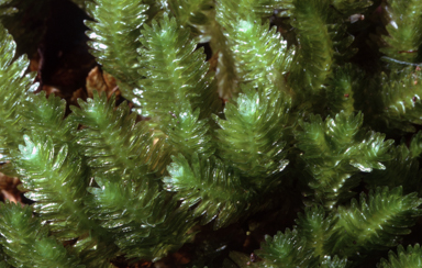 APII jpeg image of Schistochila lehmanniana  © contact APII