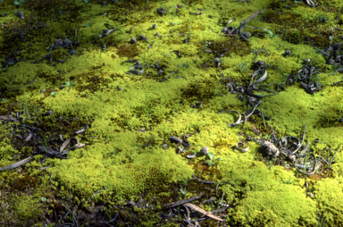 APII jpeg image of Barbula calycina  © contact APII