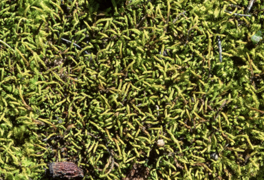 APII jpeg image of Triquetrella papillata  © contact APII