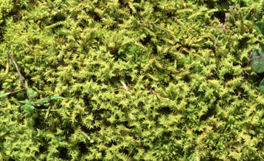 APII jpeg image of Triquetrella papillata  © contact APII