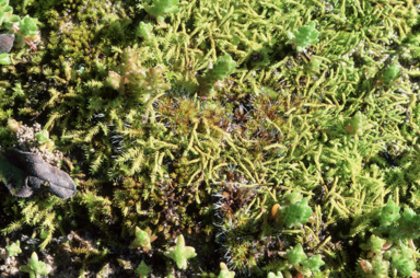 APII jpeg image of Triquetrella papillata  © contact APII