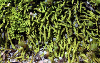 APII jpeg image of Triquetrella papillata  © contact APII