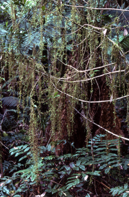 APII jpeg image of Weymouthia mollis  © contact APII