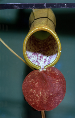 APII jpeg image of Nepenthes mirabilis  © contact APII