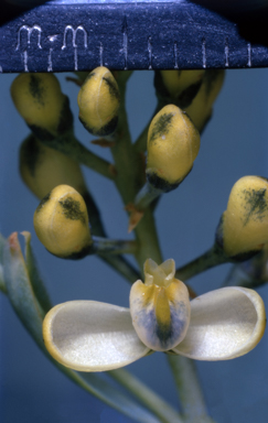 APII jpeg image of Comesperma sylvestre  © contact APII