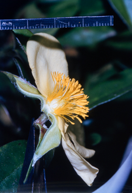 APII jpeg image of Hibbertia scandens  © contact APII