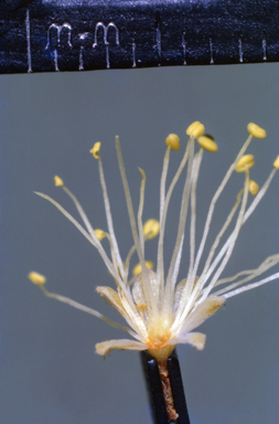 APII jpeg image of Callicoma serratifolia  © contact APII