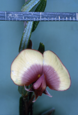 APII jpeg image of Bossiaea eriocarpa  © contact APII