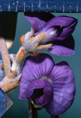 APII jpeg image of Hovea  © contact APII