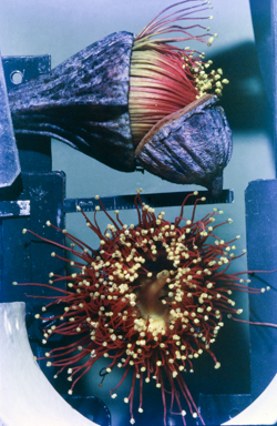 APII jpeg image of Eucalyptus pyriformis  © contact APII