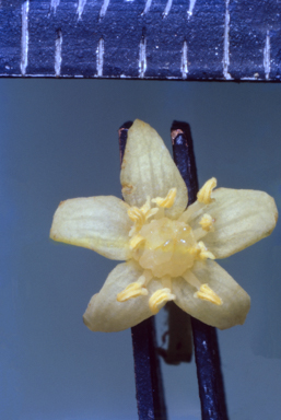 APII jpeg image of Boronia lanuginosa  © contact APII