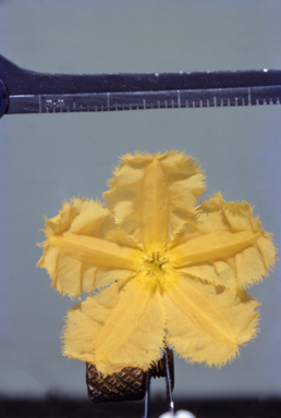 APII jpeg image of Planchonia careya  © contact APII