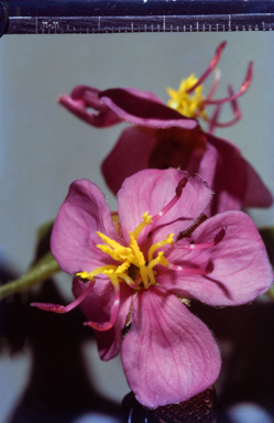 APII jpeg image of Nymphoides indica  © contact APII