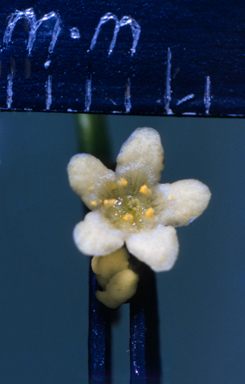 APII jpeg image of Stylidium graminifolium  © contact APII