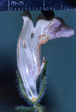 APII jpeg image of Boea hygroscopica  © contact APII