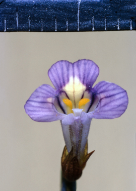 APII jpeg image of Eremophila latrobei  © contact APII