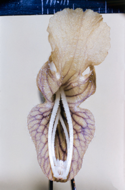 APII jpeg image of Prostanthera walteri  © contact APII