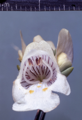 APII jpeg image of Prostanthera striatiflora  © contact APII