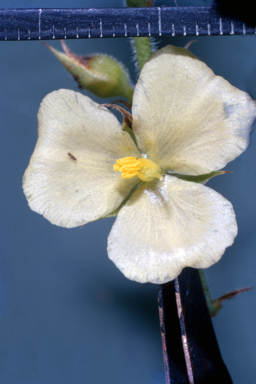 APII jpeg image of Eriochilus cucullatus  © contact APII