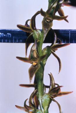 APII jpeg image of Prasophyllum alpinum  © contact APII