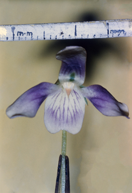 APII jpeg image of Viola hederacea  © contact APII