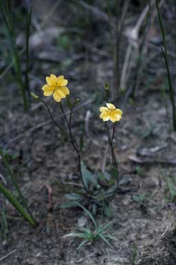 APII jpeg image of Goodenia elongata  © contact APII