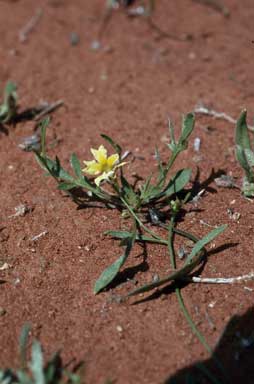APII jpeg image of Goodenia lunata  © contact APII