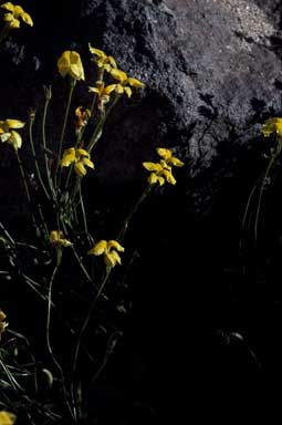 APII jpeg image of Goodenia pinnatifida  © contact APII