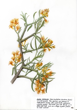 APII jpeg image of Nuytsia floribunda  © contact APII