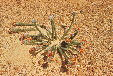 APII jpeg image of Urodon dasyphyllus  © contact APII