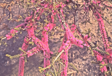 APII jpeg image of Melaleuca suberosa  © contact APII