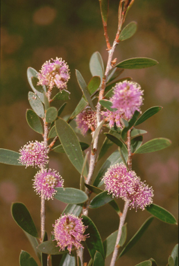 APII jpeg image of Melaleuca glena  © contact APII