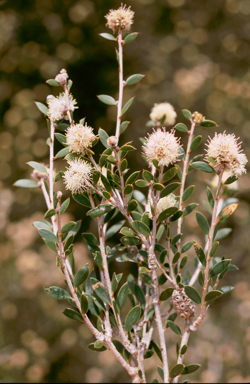 APII jpeg image of Melaleuca hnatiukii  © contact APII