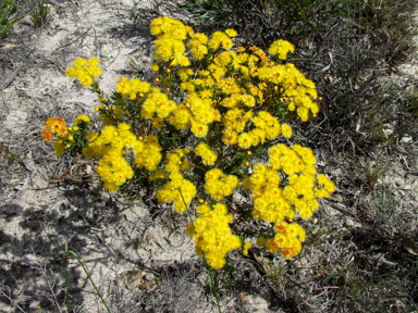 APII jpeg image of Verticordia  © contact APII